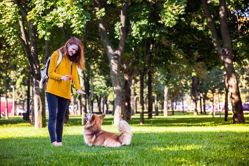 Accessoires pour chien