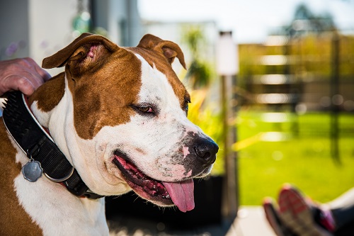 Bellidor colliers pour chien