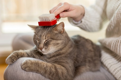 produits de soins pour chat